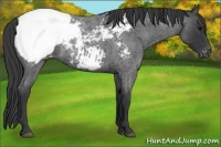 Horse Color:Blue Roan Appaloosa 
