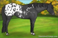 Horse Color:Blue Roan Appaloosa 
