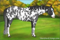 Horse Color:White Spotted Blue Roan Splash Appaloosa 