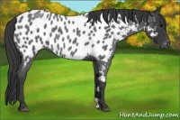 Horse Color:Blue Roan Near Leopard 