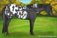 Horse Color:White Spotted Blue Roan Appaloosa