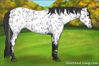Horse Color:Blue Roan Near Leopard 