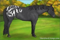 Horse Color:Blue Roan Appaloosa 