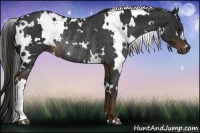 Horse Color:White Spotted Liver Chestnut Rabicano 