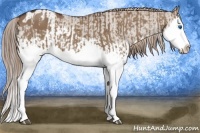 Horse Color:Liver Red Dun Splash  and Liver Red Dun Splash Appaloosa 