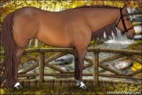 Horse Color:Chocolate Buckskin 