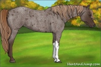 Horse Color:Liver Red Roan