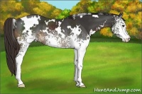Horse Color:White Spotted Liver Chestnut Rabicano