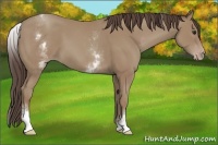 Horse Color:White Spotted Classic Champagne Rabicano 