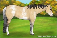 Horse Color:White Spotted Bay Dun 