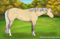 Horse Color:Silver Buckskin Dun 
