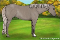 Horse Color:Silver Grullo Rabicano 
