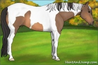 Horse Color:Buckskin Tobiano