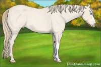 Horse Color:Perlino Roan 