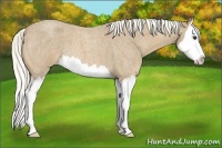 Horse Color:Palomino Roan Splash