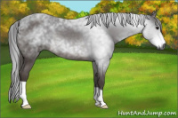 Horse Color:Gray Brown Roan 