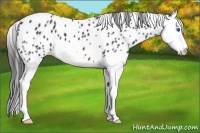 Horse Color:Brown Roan Splash Appaloosa 