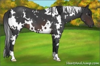 Horse Color:White Spotted Brown Roan 