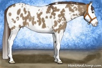 Horse Color:White Spotted Liver Red Dun Splash Appaloosa 