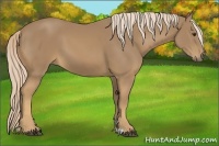 Horse Color:Palomino