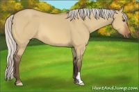 Horse Color:Silver Bay Dun Frame 