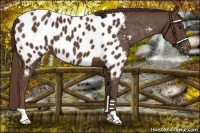 Horse Color:Liver Chestnut Appaloosa 