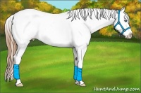 Horse Color:White Spotted Smoky Grullo Splash Appaloosa
