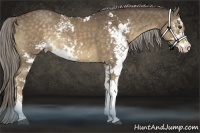 Horse Color:Chocolate Palomino Sabino Rabicano