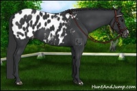 Horse Color:Black Near Leopard 