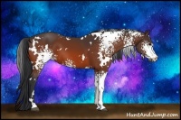 Horse Color:White Spotted Bay 