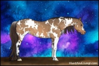 Horse Color:White Spotted Brown Dun Appaloosa 
