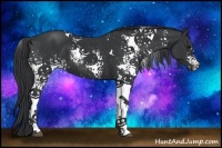 Horse Color:White Spotted Black 