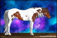 Horse Color:White Spotted Bay Tobiano Appaloosa 