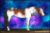 Horse Color:White Spotted Brown 