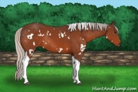 Horse Color:White Spotted Silver Brown Tobiano Rabicano