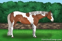 Horse Color:White Spotted Silver Bay Splash Tobiano Rabicano 
