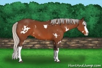Horse Color:White Spotted Silver Brown Splash 