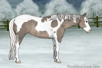 Horse Color:Silver Smoky Black Splash Tobiano Rabicano 
