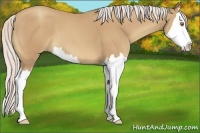 Horse Color:Silver Classic Champagne Splash