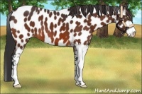 Horse Color:Bay Sabino Near Leopard