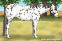 Horse Color:White Spotted Buckskin Dun Sabino Appaloosa