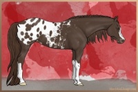 Horse Color:Liver Chestnut Appaloosa 