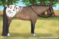 Horse Color:Brown Dun Appaloosa Brindle 