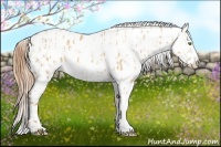 Horse Color:Gold Champagne Dun Appaloosa  and Gold Champagne Dun Appaloosa 