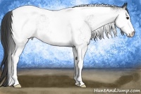 Horse Color:White Spotted Smoky Black Tobiano 