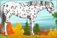 Horse Color:Liver Chestnut Ice Appaloosa Rabicano 