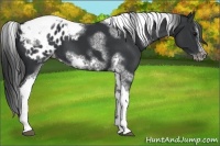 Horse Color:White Spotted Black Splash Tobiano Frame Appaloosa 