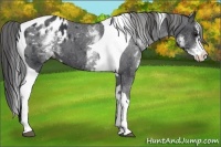 Horse Color:White Spotted Black Splash Tobiano Frame Appaloosa