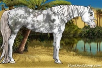 Horse Color:Liver Chestnut Ice Sabino