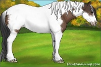 Horse Color:Brown Tobiano Frame Appaloosa 